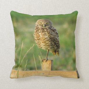 Creuser le coussin de hibou