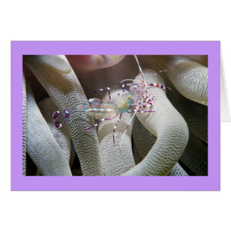 Crevettes de nettoyage tachetées