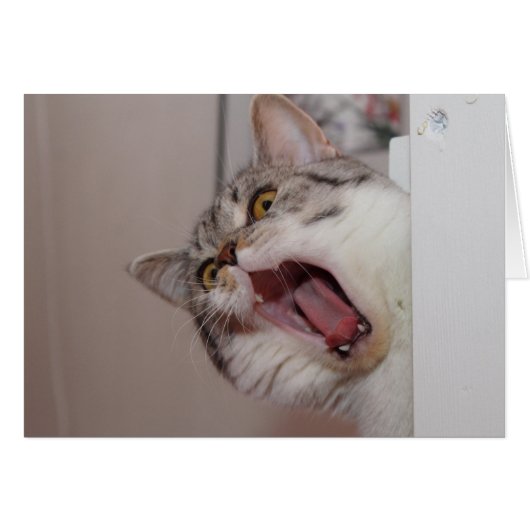 Criant British Shorthair (Devant horizontal)