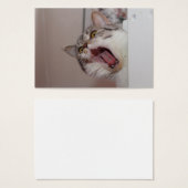 Criant British Shorthair (Devant & derrière)