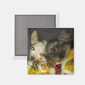 Cricket en Maybelline Magneten (Voorkant / Achterkant)