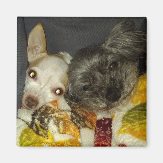 Cricket en Maybelline Magneten (Voorkant)