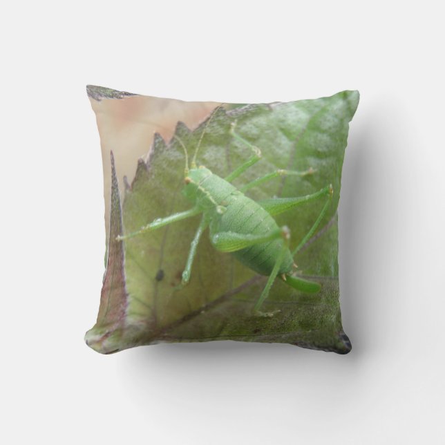 Cricket vert sur un coussin de feuille (Recto)