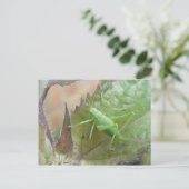 Cricket vert sur une carte postale feuille (Debout devant)