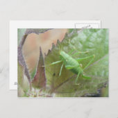 Cricket vert sur une carte postale feuille (Devant / Derrière)