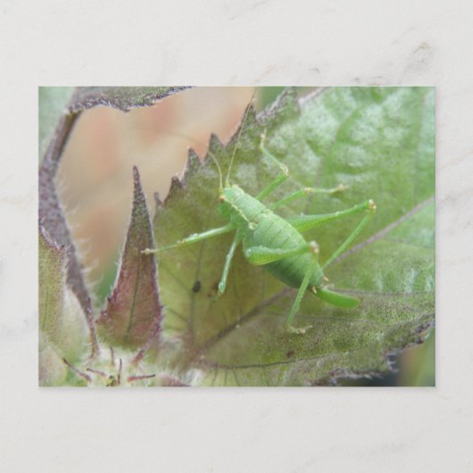 Cricket vert sur une carte postale feuille (Devant)