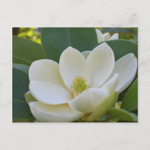 CricketDiane Southern Magnolias Briefkaart