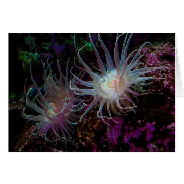 Crimson Anemone (Voorkant Horizontaal)