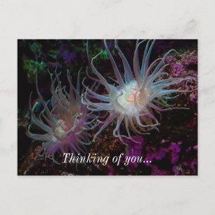 Crimson Anemone Briefkaart