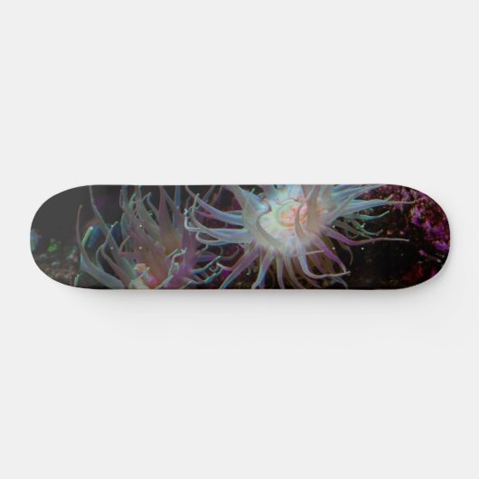 Crimson Anemone Skateboard (Horizontaal)
