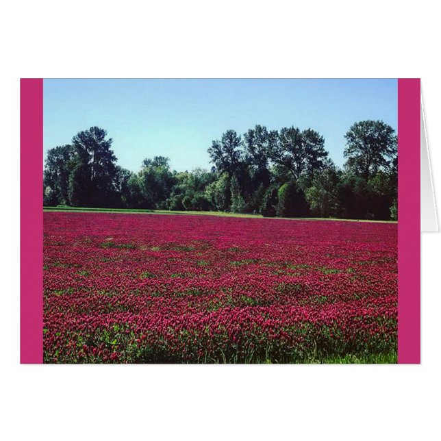 Crimson Clover Field (Voorkant Horizontaal)