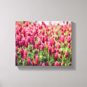 Crimson Clover Field Wildflower Canvas Afdruk