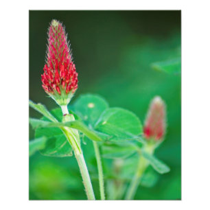 Crimson Clover Pair Photo Print Foto Afdruk