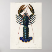 Crimson Crawfish Poster (Voorkant)