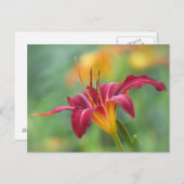 Crimson Daylily Briefkaart (Voorkant / Achterkant)