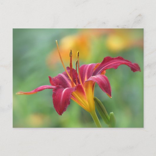 Crimson Daylily Briefkaart (Voorkant)