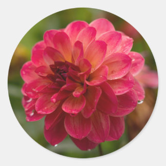 Crimson en Magenta Dahlia Stickers