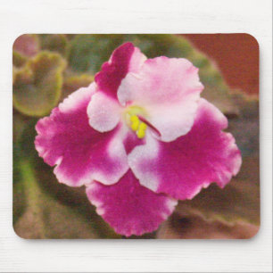Crimson Ice African Violet Muismat