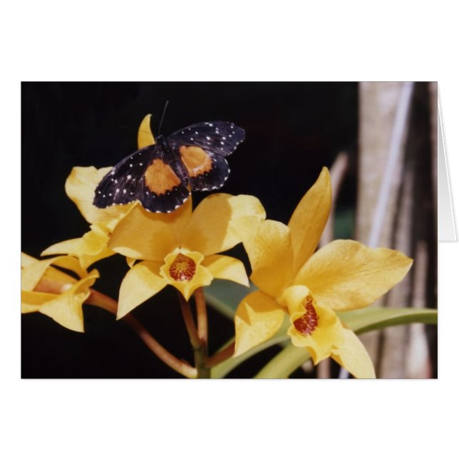 Crimson Patch Butterfly (Voorkant Horizontaal)