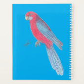 CRIMSON ROSELLA (Dos)