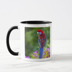 Crimson Rosella en achtergrond van orchideeën Lam Mok