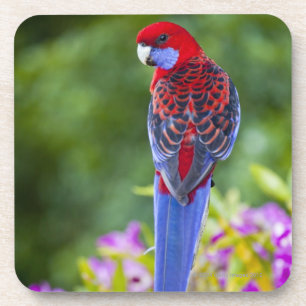 Crimson Rosella en achtergrond van orchideeën Lam Onderzetter