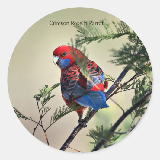 Crimson Rosella Parrot Ronde Sticker (Voorkant)