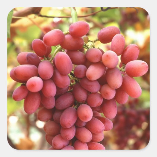 Crimson Seedless Grapes Vierkante Sticker (Voorkant)