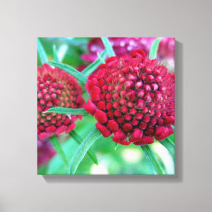 Crimson Wild Flower Canvas Afdruk