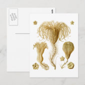 Crinoïden Briefkaart (Voorkant / Achterkant)