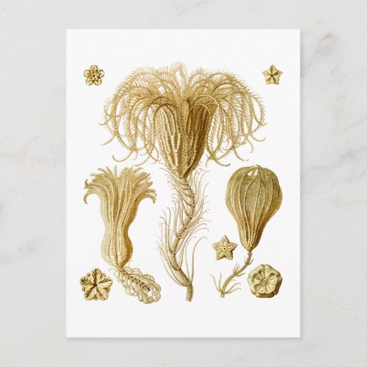 Crinoïden Briefkaart (Voorkant)