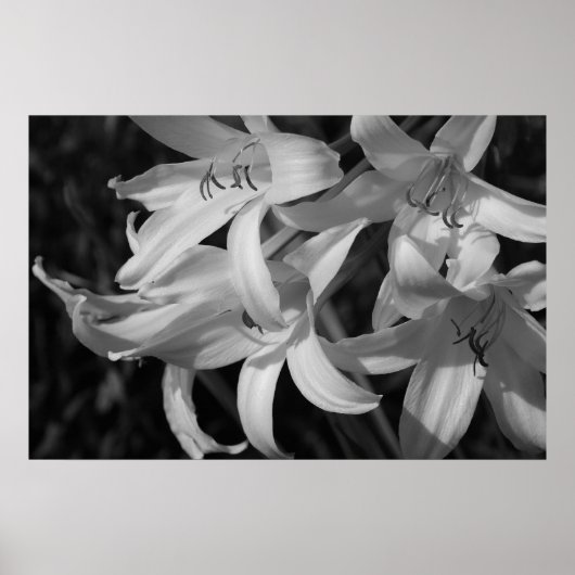 Crinum Black & White Poster (Voorkant)