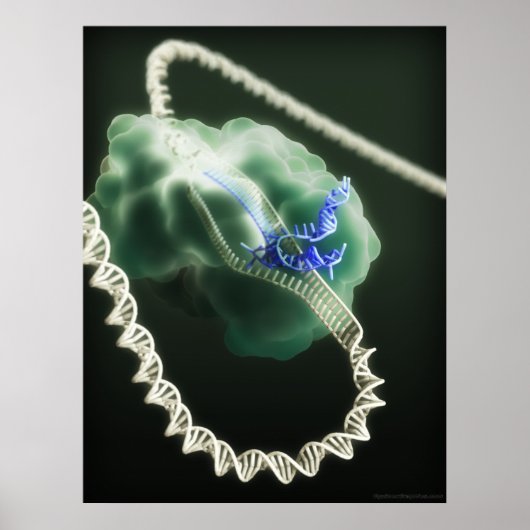 CRISPR-Cas9 complex op het werk Poster (Voorkant)