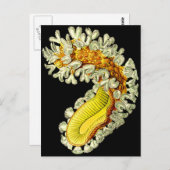 Cristatella mucedo briefkaart (Voorkant / Achterkant)