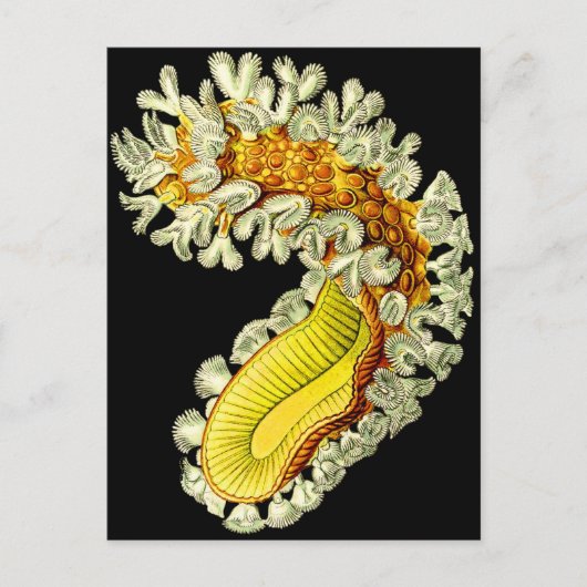 Cristatella mucedo briefkaart (Voorkant)