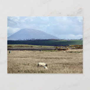Croagh Patrick kijkt over de kudde Briefkaart