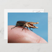 Crocobug Briefkaart (Voorkant / Achterkant)