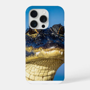 crocodile