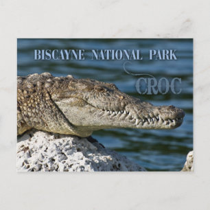 Crocodile, Biscayne National Park, Florida Briefkaart