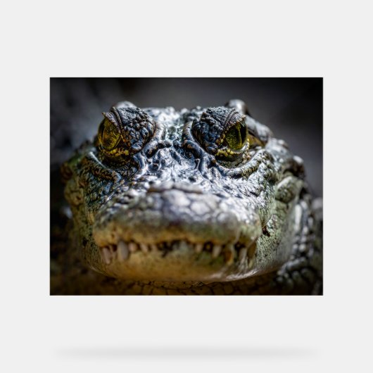 crocodile dans l'eau (Recto)