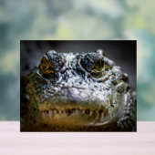 crocodile dans l'eau (Neutre)