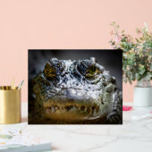 crocodile dans l'eau (Mariage)