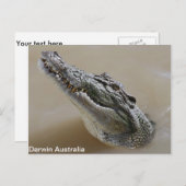 Crocodile d'eau salée Darwin Carte postale (Devant / Derrière)