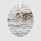 Crocodile du Nil (devant)