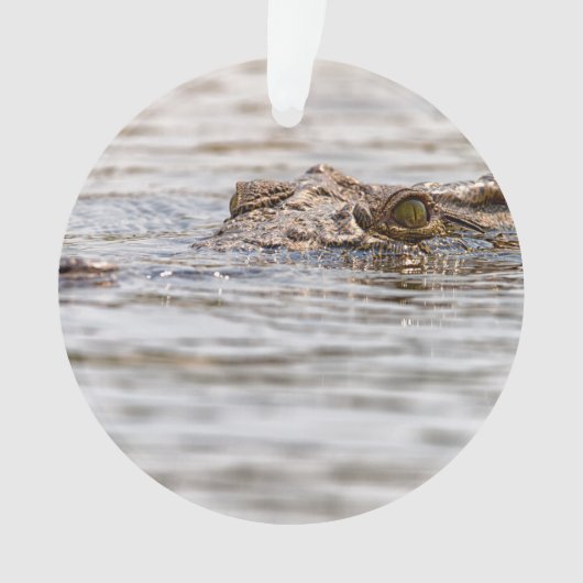 Crocodile du Nil (devant)