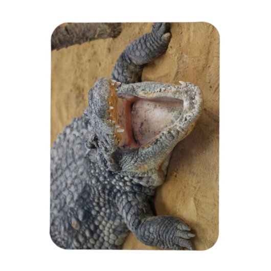 Crocodile met Jaws Wide Open Close-up Magneet (Verticaal)