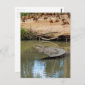 CROCODILE QUEENSLAND AUSTRALIË BRIEFKAART (Voorkant / Achterkant)