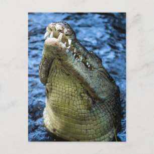 Crocodile Teeth Water Briefkaart