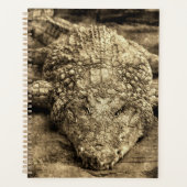 Crocodile Vintage (Devant)