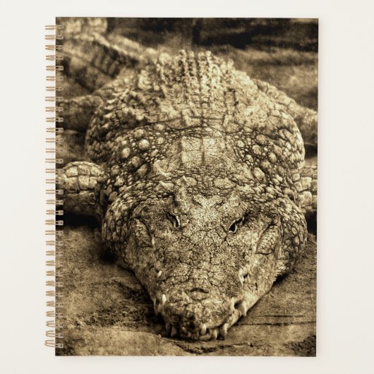 Crocodile Vintage (Devant)